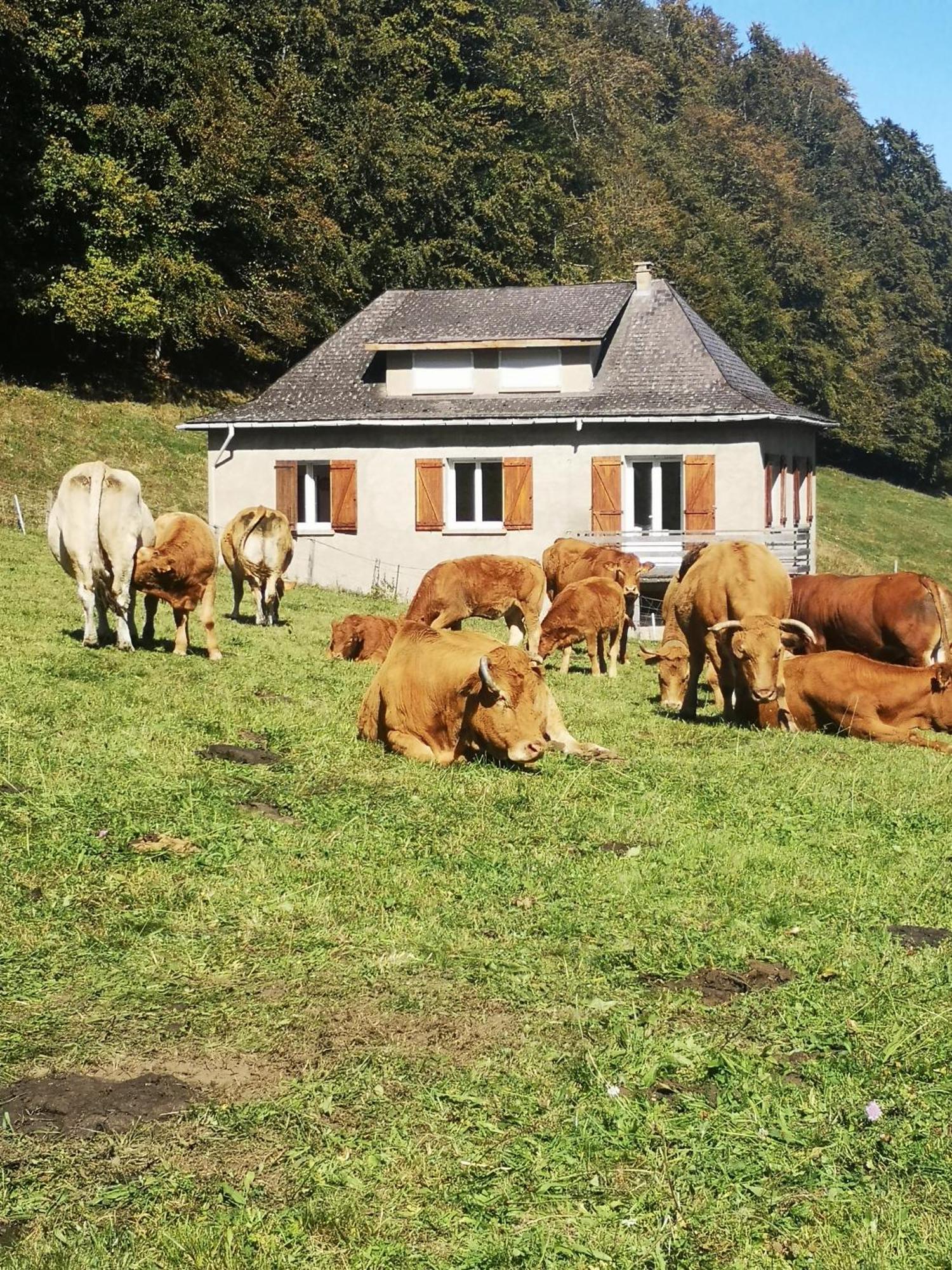Tourmalet Villa Campan Dış mekan fotoğraf